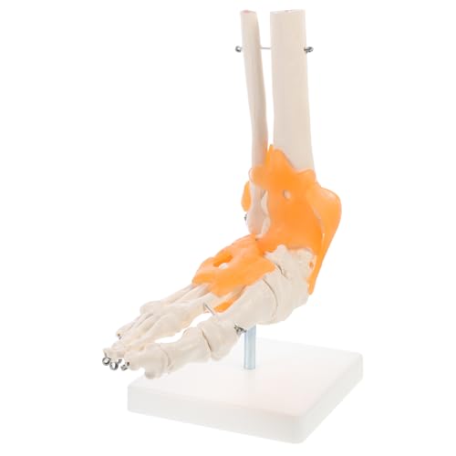 JECOMPRIS 1Stk Mannequin anatomisches menschliches Skelett Lehrhilfe laborbedarf Fußgelenkmodell werkzeug Modelle Lehrmittel für Ärzte Menschliches artikulierendes anatomisches Modell Base von JECOMPRIS