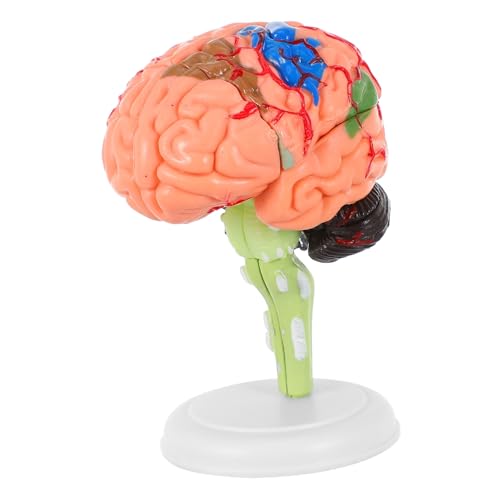 JECOMPRIS 1stk Experimentelle Lehrmedizin Mannequin Modell Des Menschlichen Gehirns Abnehmbares Gehirnmodell Männchen Körper Gehirnmodell Lehren Anatomie Menschlicher Körper Pvc Spielzeug 4d von JECOMPRIS