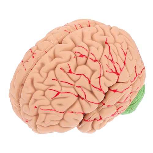 JECOMPRIS 1stk Modell Der Gehirnanatomie Anatomie-kit Des Menschen Lehrinstrument Gehirnmodell Anatomisches Modell Des Menschlichen Gehirns Mannequin Menschlicher Körper Lehreinrichtung Pvc von JECOMPRIS