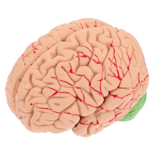 JECOMPRIS 1stk Modell Der Gehirnanatomie Rack Für Medizinische Gehirnmodelle Modell Des Menschlichen Gehirns Naturwissenschaftliche Studienhilfe Mannequin Pvc Modellständer Echte Person von JECOMPRIS