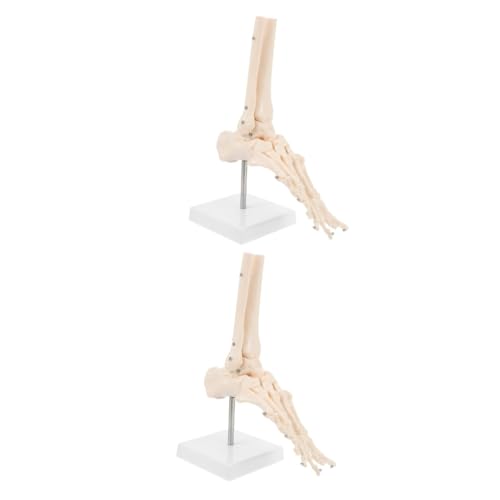 JECOMPRIS 2 Stk Fuß Anatomie Anatomisches Fußmodell Fußgelenkmodell Menschliches Skelettmodell Aus Kunststoff Medizinisches Fußmodell Menschliches Fußmodell Modelle Knochen Pvc Lieferungen von JECOMPRIS