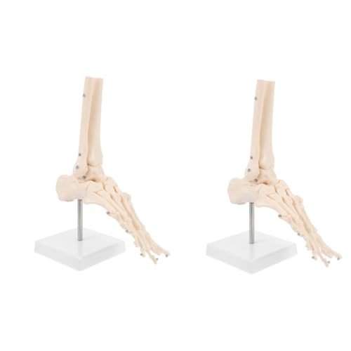 JECOMPRIS 2 Stk Fuß Anatomie Pvc-fußgelenkmodell Anatomisches Pvc-modell Fußgelenkmodell Aus Kunststoff Fußknochenmodell Pvc Menschliches Skelettmodell Menschlicher Körper Kunststofffüße von JECOMPRIS