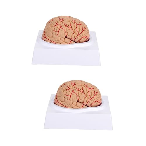 JECOMPRIS 2 Stk Gehirnmodell koordinationstraining lernhilfen tatsächl Wissenschaftsmodell Männchen Mann-Gehirn-Modell anatomischer Gehirnmodus Puppe anatomisches Modell einzigartig PVC Rosa von JECOMPRIS