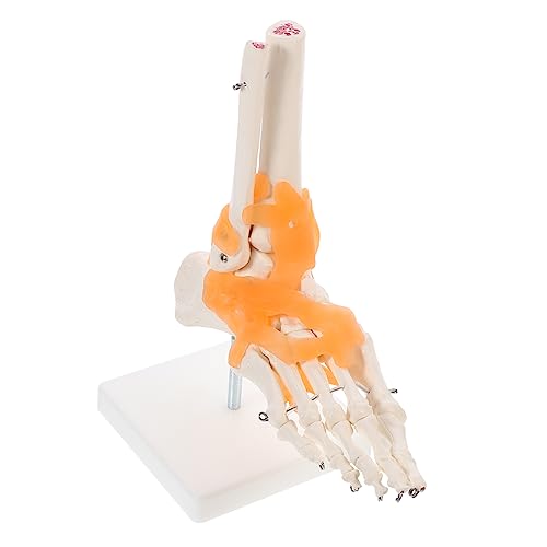 JECOMPRIS 2 Stk Mannequin laborbedarf Fußgelenkmodell Anatomie Modell Füße menschliches Skelettmodell Modelle werkzeug menschliches Fußskelettmodell Gelenkmodell des Fußskeletts Base von JECOMPRIS