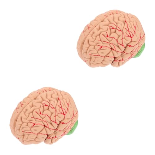 JECOMPRIS 2 Stk Modell der Gehirnanatomie Gehirnmodell Gehirn Lehrmodell Hilfsmittel für den Gehirnunterricht Modell des Gehirnsystems schaufensterpuppe Modelle Display-Modell des Gehirns von JECOMPRIS