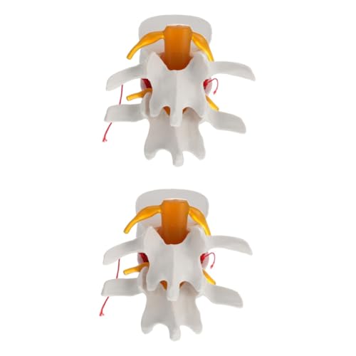 JECOMPRIS 2 Stk Wirbelsäulenmodell Anatomisches Knochenmodell Medizinisches Modell Der Wirbelsäulenanatomie Knochenmodell Der Lendenwirbelsäule Schaufensterpuppe Pvc Menschlicher Körper von JECOMPRIS