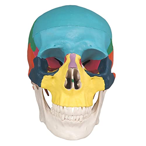 JECOMPRIS 2St Knochenschädel totenkopf the skulls Modell der menschlichen Anatomie erwachsenes schädelmodell Modelle farbiger menschlicher Schädel farbiges Schädelmodell Blumen Dekorationen von JECOMPRIS