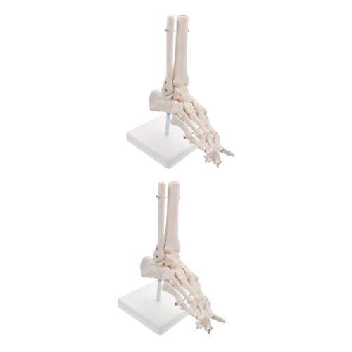 JECOMPRIS 2St Modell des Fußgelenks Modell der Fußanatomie menschliches Skelettmodell Fußgelenkmodell Fußknochenmodell Modelle PVC-Knöchelgelenkmodell plastisches anatomisches Modell Weiß von JECOMPRIS