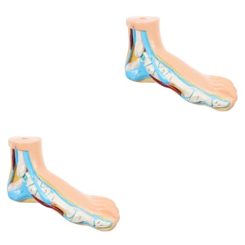 JECOMPRIS 2st Modell Des Fußgelenks Modelle Klinik Display Fußform Medizinisches Anatomisches Fußmodell Unterrichten Des Normalen Fußmodells Normales Fußmodell Menschlicher Körper Vinyl von JECOMPRIS