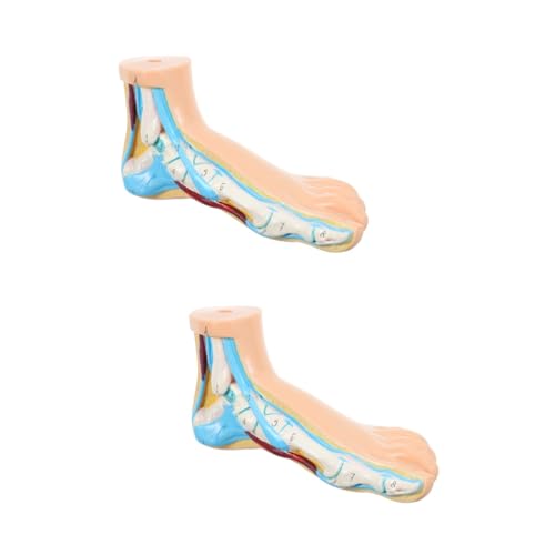 JECOMPRIS 2St Modell des Fußgelenks fußkur footcure footcare Fußgelenkmodell Fußmuskelmodell Modelle Anatomie Fußmodell anatomisches Fußmodell medizinisches Normalfußmodell Vinyl von JECOMPRIS