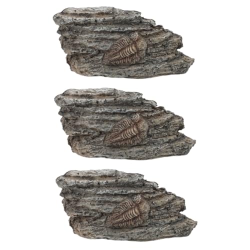 JECOMPRIS 3 Stück fossiles Exemplar sammeltassen Trilobiten-Ornament paläontologisch Trilobiten-Exemplar Trilobit-Dekoration Trilobit zur Dekoration Trilobiten- Harz von JECOMPRIS