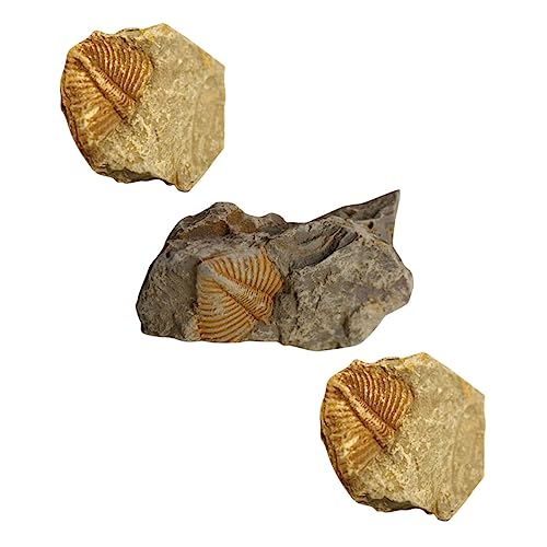JECOMPRIS 3St Trilobiten- Edelstein Gliederfüßer Bausatz mit Haube Leopard Gecko Tank Zubehör Prähistorische Fossilien Dekorative Fossilien Requisiten lehren echtes Modell Tischschmuck von JECOMPRIS