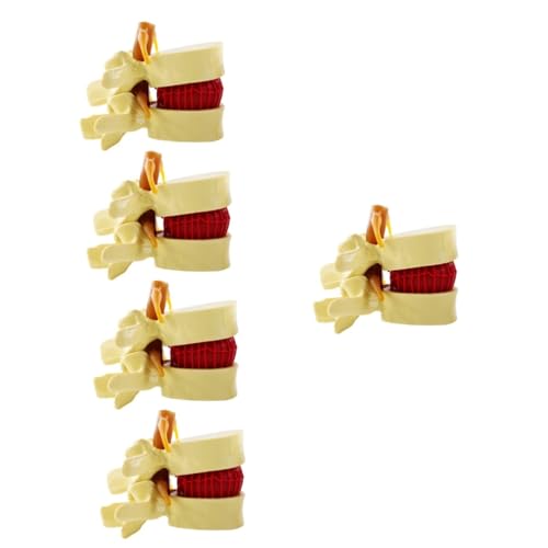 JECOMPRIS 5St Bandscheibenmodell Lendenwirbelsäulenmodell für den Unterricht Modell des menschlichen Körpers laborbedarf Lendenwirbelmodell Modelle Bandscheibenvorfall Wirbelsäulenmodell PVC von JECOMPRIS