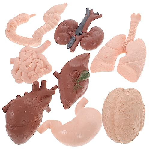 JECOMPRIS 8 Stück menschliches Organmodell Unterrichtsmodell Lehre realistisches Orgelmodell menschliche Organe menschliche Anatomie Teile Lehrmittel für den Unterricht Orgelprobe Plastik JECOMPRIS 8 Stück menschliches Organmodell Unterrichtsmodell Lehre realistisches Orgelmodell menschliche Organe menschliche Anatomie Teile Lehrmittel für den Unterricht Orgelprobe Plastik von JECOMPRIS