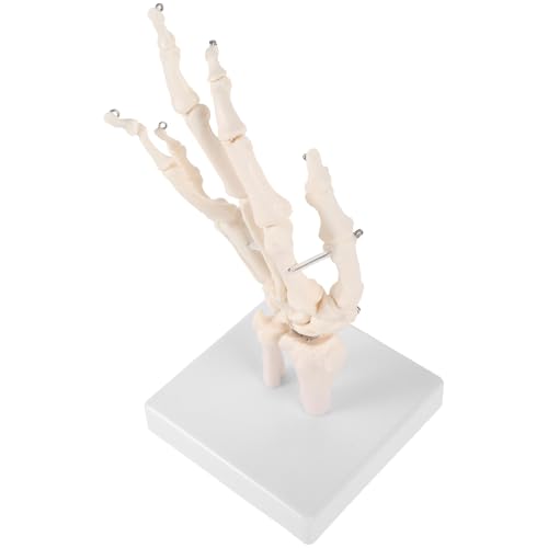 JECOMPRIS Handknochengelenkmodell Vergrößert Für Gemeinsam Anatomisch Kleines Skelett Skelette Hände Menschlich Form Realistisch Üben Beweglich Labor-tool Pvc Weiß JECOMPRIS Handknochengelenkmodell Vergrößert Für Gemeinsam Anatomisch Kleines Skelett Skelette Hände Menschlich Form Realistisch Üben Beweglich Labor-tool Pvc Weiß von JECOMPRIS