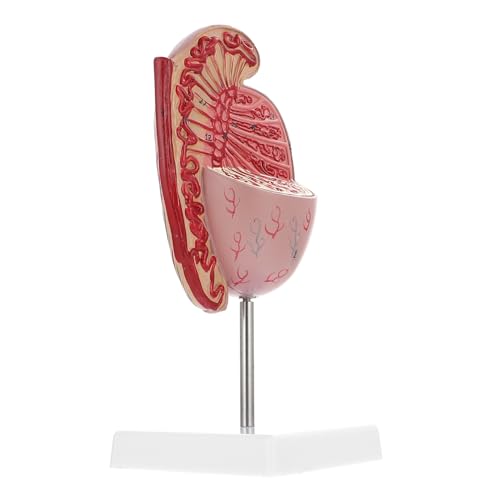 JECOMPRIS Hodenmodell schaufensterpuppe Anatomiemodell menschlicher Organe Anatomie modelliert den menschlichen Körper menschliche Anatomie Modell der Organe Orgelmodelle PVC von JECOMPRIS