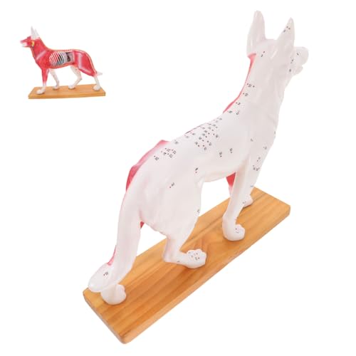 JECOMPRIS Hund Akupunktur Modell Anatomisches Lehrmittel für Veterinärstudierende zur Ausbildung Akupunkturtechniken Detailreiche Darstellung Hundeanatomie für Lehrer und Schüler Leicht zu JECOMPRIS Hund Akupunktur Modell Anatomisches Lehrmittel für Veterinärstudierende zur Ausbildung Akupunkturtechniken Detailreiche Darstellung Hundeanatomie für Lehrer und Schüler Leicht zu von JECOMPRIS