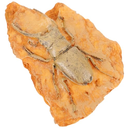 JECOMPRIS Insekt lehren Insektenfossilien Insektendekoration Fossilien Dekoration Fossilien Lehre Insekt für den naturwissenschaftlichen Unterricht Insektenexemplar für den Unterricht Harz von JECOMPRIS