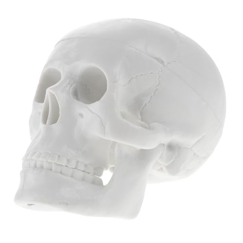 JECOMPRIS Simulationsschädel Desktop-schädelmodell Für Den Unterricht Von Halloween-dekorationen von JECOMPRIS