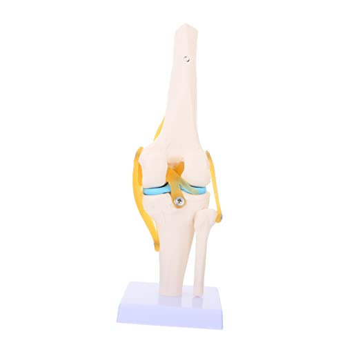 JECOMPRIS Kniemodell Puppe knie modell Kniegelenk Modell Modell Kniegelenk Mannequin Kniegelenkmodell in Lebensgröße Anatomiemodell des menschlichen Kniegelenks medizinisch von JECOMPRIS