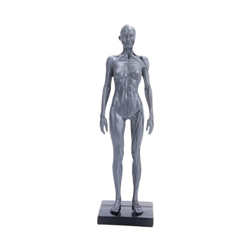JECOMPRIS Menschliches Muskelmodell Bastelsachen Modelle Modell Des Menschlichen Körpers Menschliche Körperstütze Medizinisch Schimmel von JECOMPRIS