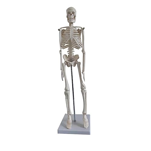 JECOMPRIS Menschliches Skelettmodell Simulation Skelettmodell Menschliches Skelettsystem Medizinisches Skelettmodell Lehrskelettmodell Simulation Knochenmodell Skelettmodell Zur Anzeige von JECOMPRIS