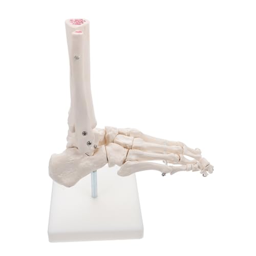 JECOMPRIS Modell Des Fußgelenks Menschlich Anatomisch Skelette Falsche Füße Sprunggelenk Modell Fußknochenmodell Fußgelenkmodell Aus Kunststoff Sprunggelenkmodell Aus Kunststoff Pvc Weiß von JECOMPRIS
