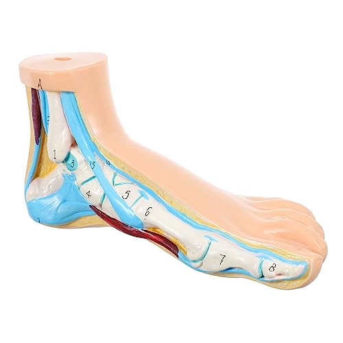 JECOMPRIS Modell des Fußgelenks fußkur footcure Lehrmodell Fußanatomie Fußmuskelmodell footcare Modelle Klinik Display Fußform medizinische Lehre Fußform anatomisches Fußmodell Vinyl von JECOMPRIS