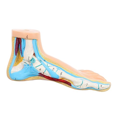 JECOMPRIS Modell des Fußgelenks Modelle normales Fußmodell für den Unterricht normales Fußmodell anzeigen Klinik Display Fußform medizinische Lehre Fußform menschlicher Körper Vinyl von JECOMPRIS