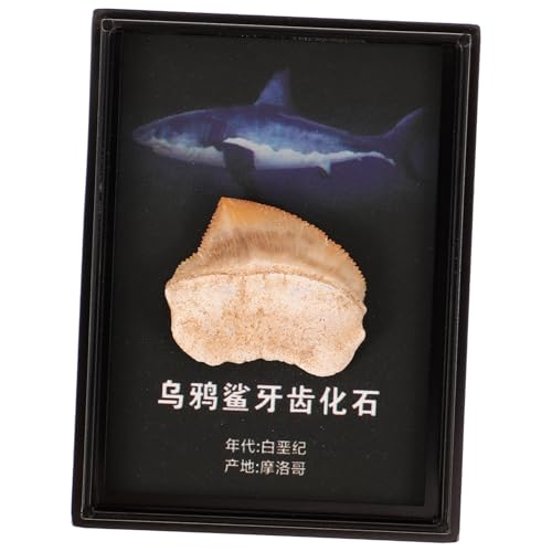 JECOMPRIS Ornament Dekoration Zähne Exemplar Neuheit Home Decor Zähne Requisiten Lehr Requisiten Lehrexemplar Zähne Paläontologisches Handwerk Natur von JECOMPRIS