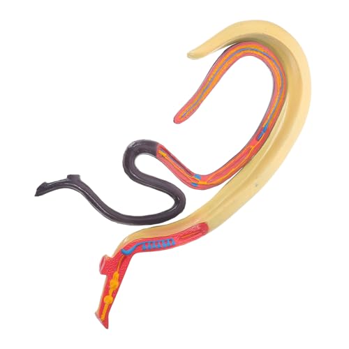 JECOMPRIS Schistosoma-Modell Tieranatomiemodell Bilharziose-Modell anatomical model Blutegel Modell pädagogisches Lernspielzeug Modell für die Biologie Abnehmbar Requisiten Ausrüstung Kind von JECOMPRIS