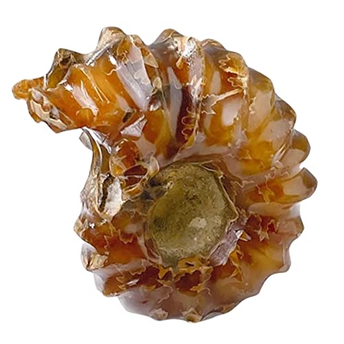 JECOMPRIS Schneckenfossil für den einzug bürodeko geburtstagsmitgebsl Handgefertigte Kristallornamente jellowstone Anlage Kristallsteinverzierung Kristallsteindekore JECOMPRIS Schneckenfossil für den einzug bürodeko geburtstagsmitgebsl Handgefertigte Kristallornamente jellowstone Anlage Kristallsteinverzierung Kristallsteindekore von JECOMPRIS