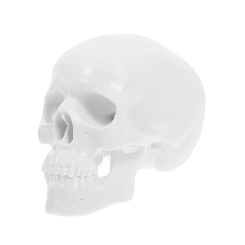 JECOMPRIS Simuliertes Kopfmodell Knochen Deko Mini-skelette Mini-schädel Anatomie Und Physiologie Des Menschen -anzeige Kleine Schädel Kleine Skelette Abs Weiß JECOMPRIS Simuliertes Kopfmodell Knochen Deko Mini-skelette Mini-schädel Anatomie Und Physiologie Des Menschen -anzeige Kleine Schädel Kleine Skelette Abs Weiß von JECOMPRIS