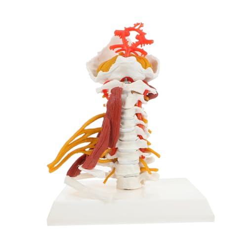 JECOMPRIS Skelett Skelettmodell Halswirbelmodell Medizinisches Lehrmodell Halswirbel Modelle Modell eines menschlichen Halswirbels Anatomie Halswirbel Modell Halswirbelsäule PVC von JECOMPRIS