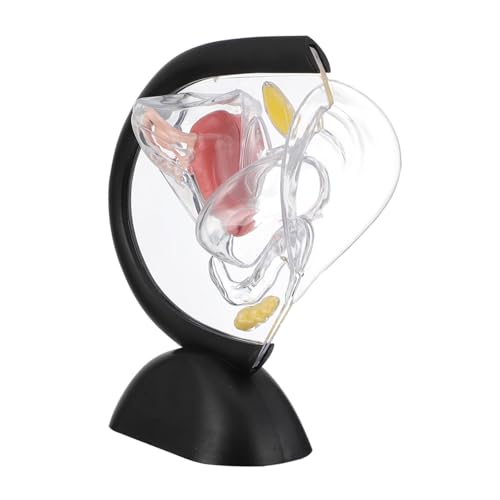 JECOMPRIS Transparentes Uterusmodell aus Unzerbrechlichem Anatomisches Lehrmittel zur Patientenaufklärung und Medizinischen Ausbildung für und JECOMPRIS Transparentes Uterusmodell aus Unzerbrechlichem Anatomisches Lehrmittel zur Patientenaufklärung und Medizinischen Ausbildung für und von JECOMPRIS