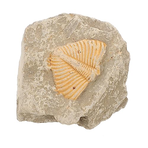JECOMPRIS Trilobiten- fossilien wohnungseinrichtung sammlerstücke sammeltassen wohnungsdeko hausdeko Trilobit-Probe Exemplare Lehre Trilobiten-Sammlung Schüler unterrichten Lehrmittel von JECOMPRIS
