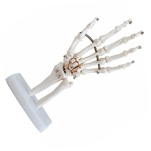 JECOMPRIS handgelenk modell Hand joint model Hand skeleton model menschliches handgelenkmodell Lehrmittel für Ärzte werkzeug Modelle Handskelettmodell Ausbildungsmodell für Arztpraxen Büro von JECOMPRIS