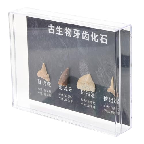 JEWEDECO 1 Box Steindekor Lehrmittelsammlung Musterschmuck Lernstein Mustermodell Haushaltsdekoration Figuren Kleine Unregelmäßige Steinprobe Steinornament Echtes Set von JEWEDECO
