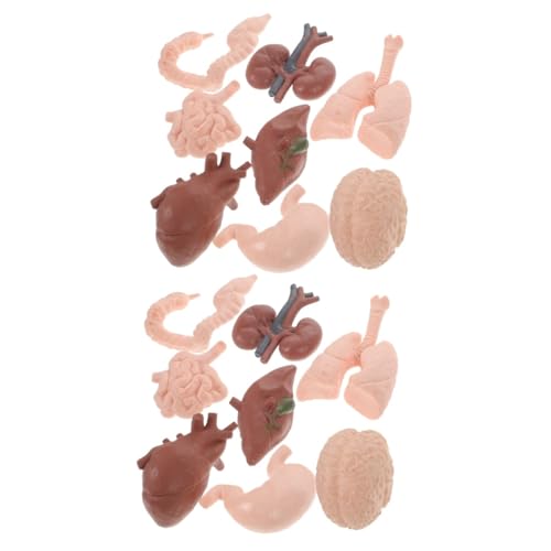JEWEDECO 2sets Menschliches Gehirn Anatomie Modell Realistische Organ Probe Student Lehrmittel Sicher 8 Stücke * 2 von JEWEDECO