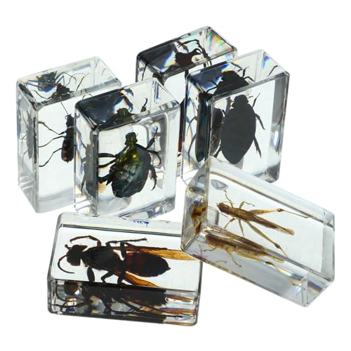 JEWEDECO 6 Stück Insektenproben, Insektendekor, Käfersammlung, Briefbeschwerer, Harzproben, Insekten In Harz, Konservierte Insekten, In Harz, Insektenschmuck, Insektenornament, JEWEDECO 6 Stück Insektenproben, Insektendekor, Käfersammlung, Briefbeschwerer, Harzproben, Insekten In Harz, Konservierte Insekten, In Harz, Insektenschmuck, Insektenornament, von JEWEDECO