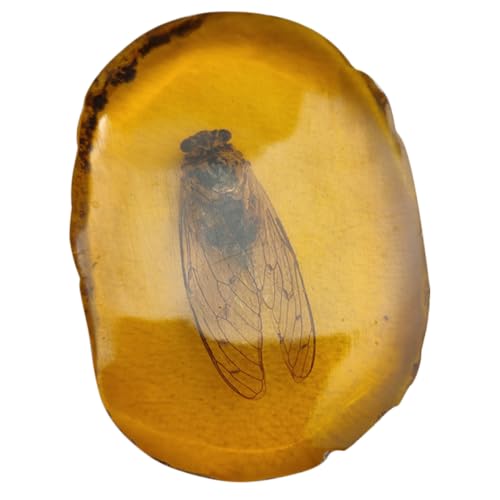 JEWEDECO Bernstein Insekten Exemplar, Bernstein Stein Exemplar, Einzigartige Steine, Insekten Probe, Stein Insekten Exemplar, Insekten, Wohndekor, Bernstein Schmuck, Insekt, Bernstein von JEWEDECO