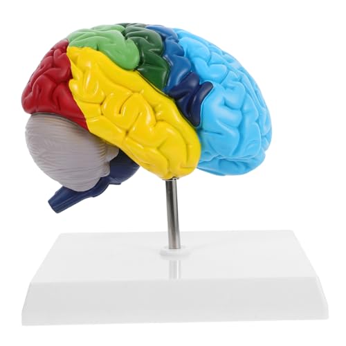 JEWEDECO Gehirnmodell Anatomiemodell des menschlichen Gehirns Anatomisches Modell des menschlichen Kopfes menschliche anatomie für medizinisches Lehrmodell Gehirnstütze PVC JEWEDECO Gehirnmodell Anatomiemodell des menschlichen Gehirns Anatomisches Modell des menschlichen Kopfes menschliche anatomie für medizinisches Lehrmodell Gehirnstütze PVC von JEWEDECO