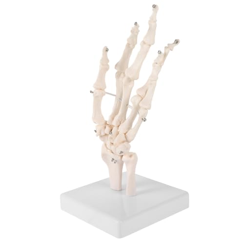 JEWEDECO Modell Eines Menschlichen Handskeletts Labormodell Für Anatomische Studien Wissenschaftliches Werkzeug JEWEDECO Modell Eines Menschlichen Handskeletts Labormodell Für Anatomische Studien Wissenschaftliches Werkzeug von JEWEDECO