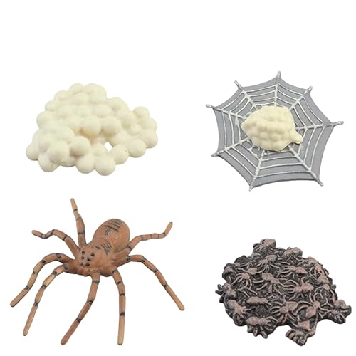 JIIENO 4-teiliges Insekt Spielzeug Lebenszyklus Spinne geformtes Spielzeug, frühe Kindheit Weihnachtserziehungsspielzeug JIIENO 4-teiliges Insekt Spielzeug Lebenszyklus Spinne geformtes Spielzeug, frühe Kindheit Weihnachtserziehungsspielzeug von JIIENO