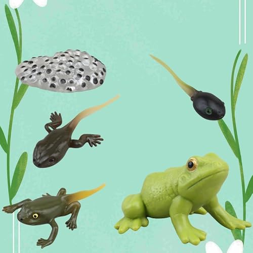 JIIENO 5-teiliges Insektenspielzeug Lebenszyklus Frosch geformtes Spielzeug, frühes Weihnachtserziehungsspielzeug der Kinder JIIENO 5-teiliges Insektenspielzeug Lebenszyklus Frosch geformtes Spielzeug, frühes Weihnachtserziehungsspielzeug der Kinder von JIIENO