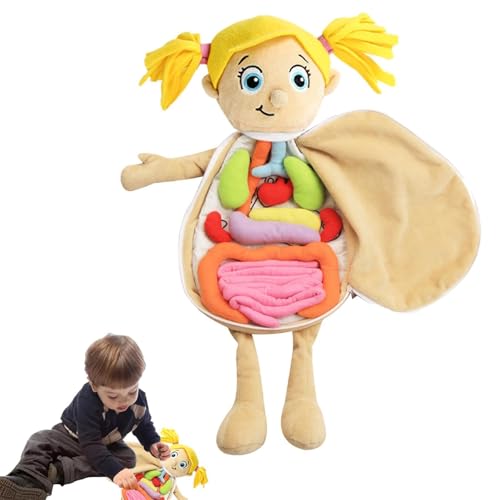 Kognitive Puppe für menschliche Organe – Puppe mit Körperstruktur, Lehrwerkzeuge für das Anatomiebewusstsein des menschlichen Körpers, wissenschaftliche Lernsets für Kinder, Paar von JIIENO