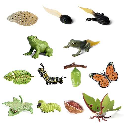 JOAASU 13 Stück Tierlebenszyklus Figuren, Insektenspielzeug Lebenszyklus von Frosch, Schmetterling, Luna-Motte, Simulation Tiere Lebenszyklus Figuren, für Frühe Bildungshilfen, Lehr-Statue-Spielzeug von JOAASU