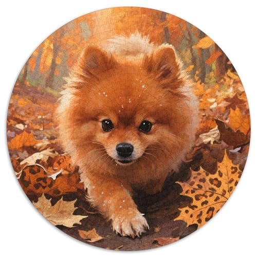 Pommern 1000 Pieces Jigsaw Puzzles for Adults Challenging Game Stress Relieving Entertainment Exercise The Memory of The Brain for Men, Women, Elders, Seniors 1000pcs (67.5x67.5cm) von JOFHYYSIE