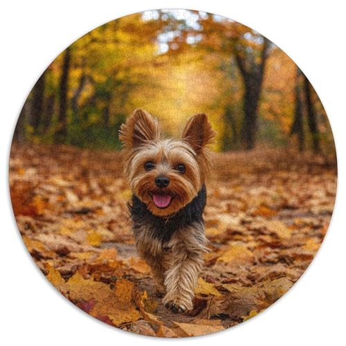 Yorkshire Terrier 1000 Piece Jigsaw Puzzle for Adults Challenging Game Stress Relief Puzzle Exercise The Memory of The Brain for Adults and Kids, Age 12 Years Up 1000pcs (67.5x67.5cm) von JOFHYYSIE