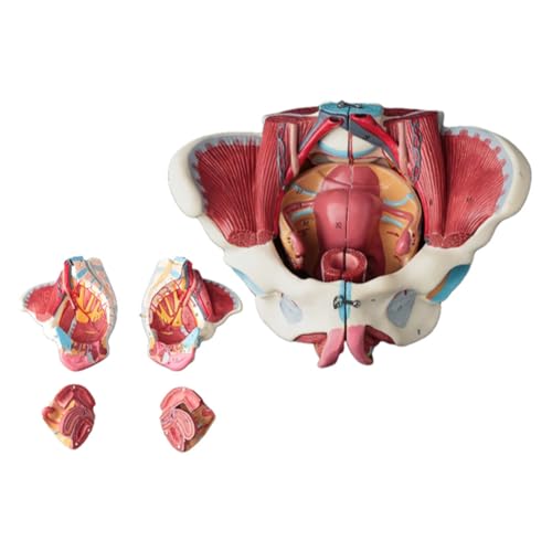 JOFUUM Zerlegtes weibliches Becken-Anatomie-Modell, PVC, weibliches Becken mit Bodenmuskulatur, Nervenmodell, Laborbedarf, Uterus-Becken JOFUUM Zerlegtes weibliches Becken-Anatomie-Modell, PVC, weibliches Becken mit Bodenmuskulatur, Nervenmodell, Laborbedarf, Uterus-Becken von JOFUUM